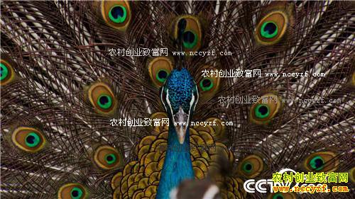 �¸�����3000Ԫ�� ��С��ƾɶӮ�ø���Ů��ǧ���