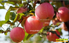 2016����ƻ���۸�Ԥ�⣺���ｫ������ƻ�������ů