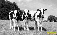 ����Ԥ����ţ��к