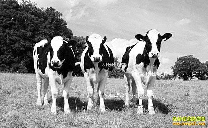 ����Ԥ����ţ��к