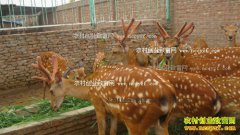 �����������н���ֳ50ֻ÷��¹һ������10���Ԫ