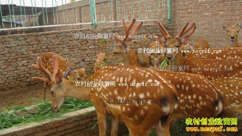 �����������н���ֳ50ֻ÷��¹һ��׬10���Ԫ