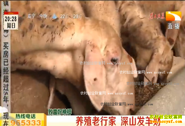 ¢������ֳ�¸��ð�����Ƶ����ֳ���м� ��ɽ�����