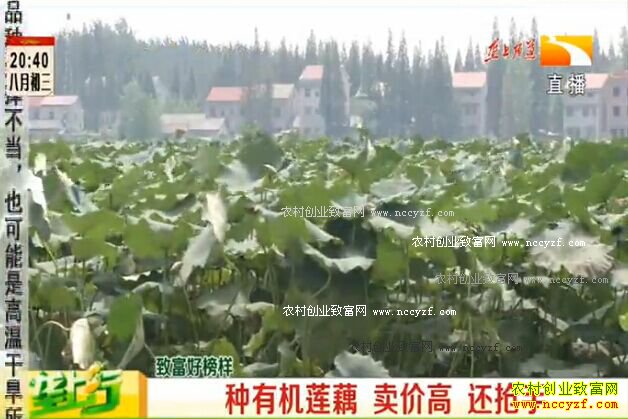 ¢������ֲ�¸��ð�����Ƶ�����л���ź ���۸� ������