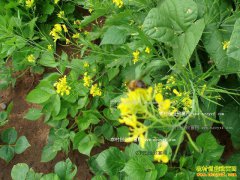 ��������ʲô��ҩ�ĺã�