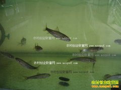 [ũ�����]̩ɽ��������ֳ������Ƶ