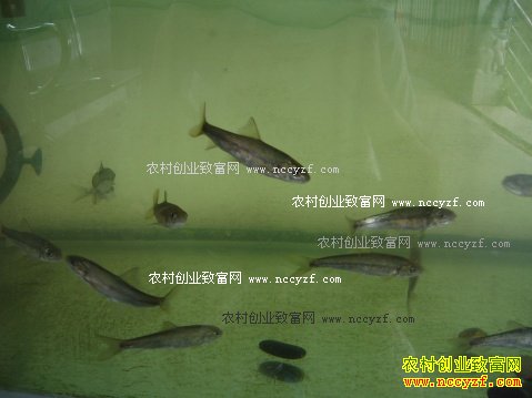 [ũ�����]̩ɽ��������ֳ������Ƶ