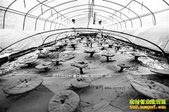 ����ǿ����˹������ֲ��֥1Ķ��֥������2��Ԫ