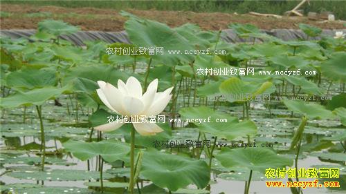 ����ǭ�������ǳ��Ĥ����źÿĶЧ��1.2��Ԫ