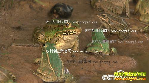 ���˵ĲƸ����ɽ�