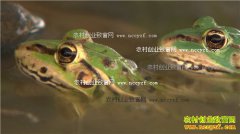 [�¸���]�Ĵ���Զ�żҴ���ֳ������������200����Ԫ