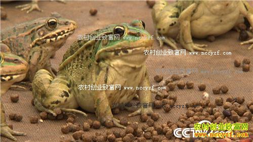 ���˵ĲƸ����ɽ�