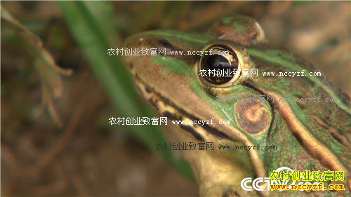 ���˵ĲƸ����ɽ�