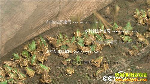 ���˵ĲƸ����ɽ�