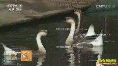 [ũ�����]�������ֻҶ���ֳ������Ƶ