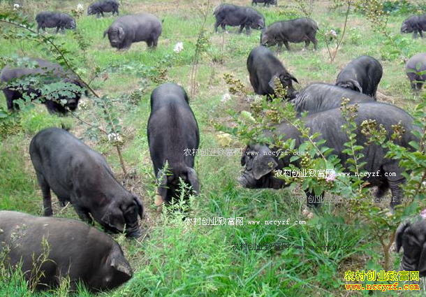 ����̫����ѧ����ǿ������ֳ��������׬����Ԫ