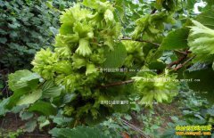 ������ũ�����ӱ����������ÿĶ����1.5��Ԫ