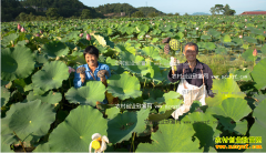 �㽭���ڶ�������ֲ����Ķ��ֵ4000��Ԫ