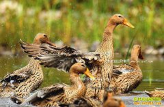 ������������ϲ����̬����Ѽ ��Ѽ��һ����2��