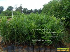 ��ֲʲô��ľǰ���ã�������ľ���������д�����