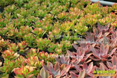 �ӱ�ʯ��ׯŮ��ѧ������˼������ֲ����ֲ�ﴴҵ�¸�