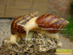 ������ˮ��������ֳ������ţ���ش��г�