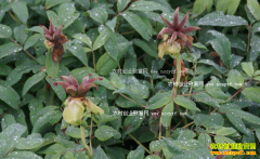 ɽ�����ݣ���ֲ����ĵ����ũ���¸�����Ŀ