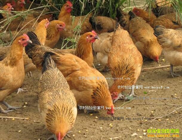 ɽ��������־��ɢ����̬������������¸�