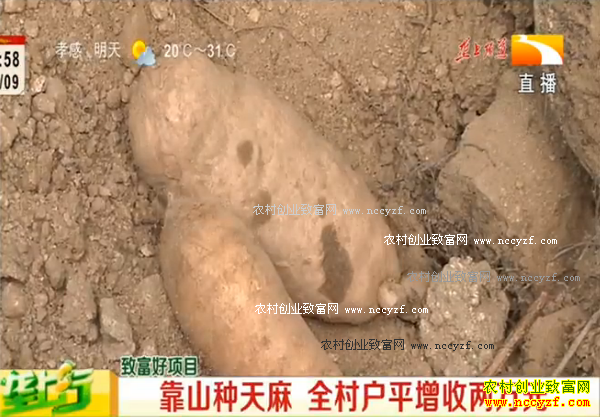 �¸��ð��������������� Ч���������ɡ�