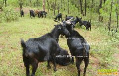 ��������׬Ǯ�ࣺ��ֳ��ɽ�� ϸ��������Ч��