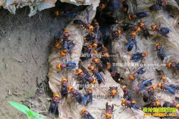 ���ϲ�����������ֳ���������¸�