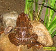 ����̩��л���ס�����������ֳ�����ܴ�ҵ�¸�