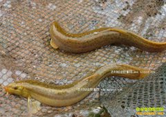 ������Ϫ������������Ķ������1500��