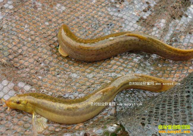 ������Ϫ������������Ķ������1500��