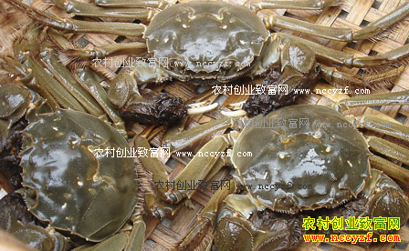 2016��բз�۸����飺ɽ����Ӫ��բз�۸�ÿ����10Ԫ