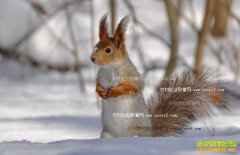 [ũ�����]ѩ�����������������Ƶ