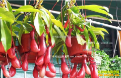 ��ץ�ó����������ֲЧ���