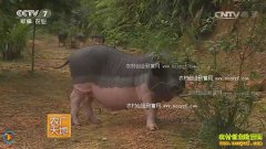 [ũ�����]��������ֳ������Ƶ