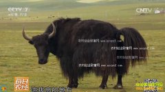 [ÿ��ũ��]���¸�ԭ�ġ��ھ��顱 ��ֳ��ţЧ���