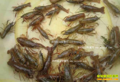 С��Ϻ����۸����������� ���30Ԫ/��