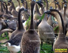 �㶫�����������ֳ���ض���������¸�