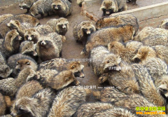 ���ɹų����᷾�������ÿֻ������400-500Ԫ