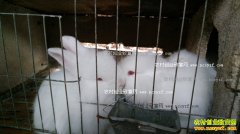 ������Ȫ����ΰ��ֳ��ë��ÿֻ��ë��������180Ԫ