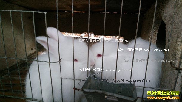 ������Ȫ����ΰ��ֳ��ë��ÿֻ��ë��������180Ԫ