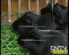 [ũ�����]��������ֳ������Ƶ