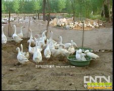 [ũ�����]�Ѷ���ֳ������Ƶ