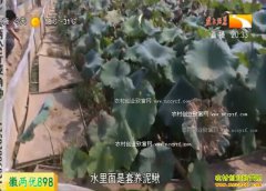 �¸��ð���������Ч��� �İ�λ������ѧϰ