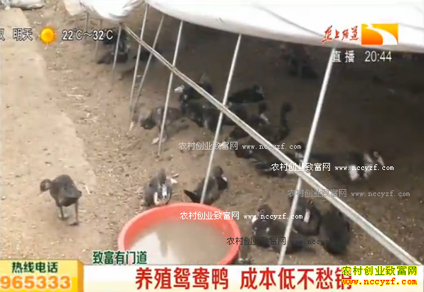 ũ���¸���Ŀ����ֳԧ��Ѽ �ɱ��Ͳ�����