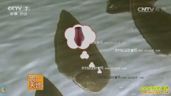 [ũ�����]�뻬����(��Ŀ��)��ֳ������Ƶ