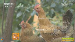 [ũ�����]�ӱ�ɳ�ӷ��������������